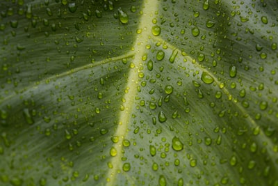 水绿叶上的露珠的特写照片
